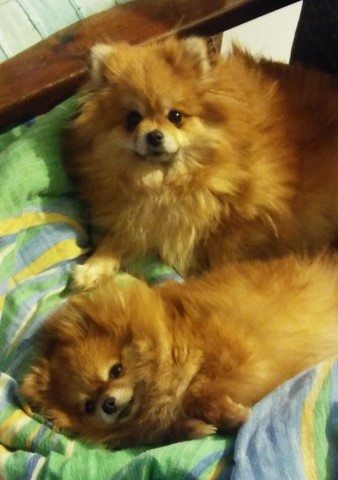 Roxy e Baby