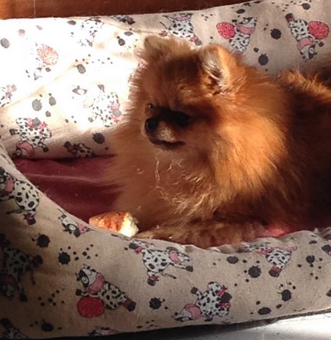 Cherry Poms Orange Cloud