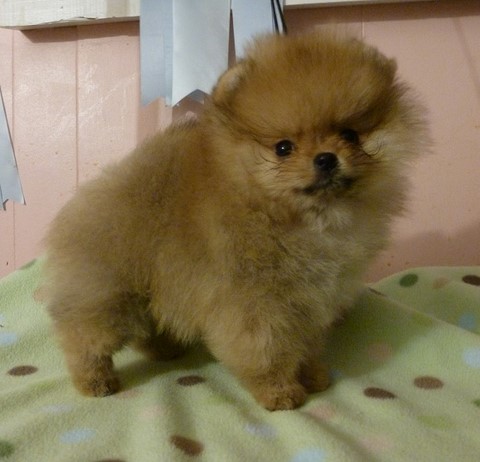 pomerania arancio