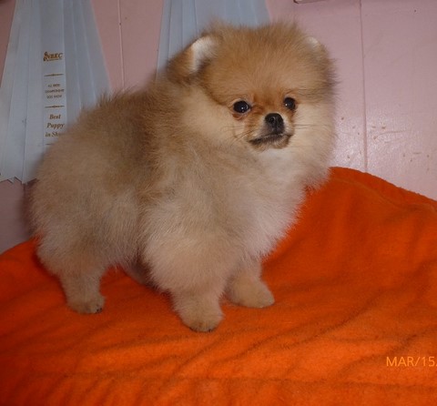 cucciolo spitz di pomerania
