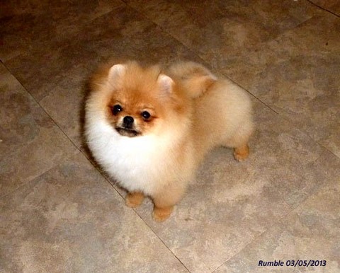spitz di pomerania cucciolo