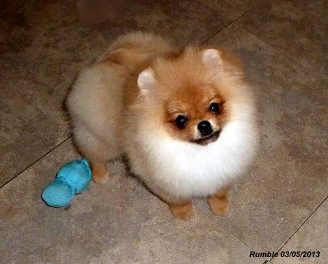 pomerania puppy