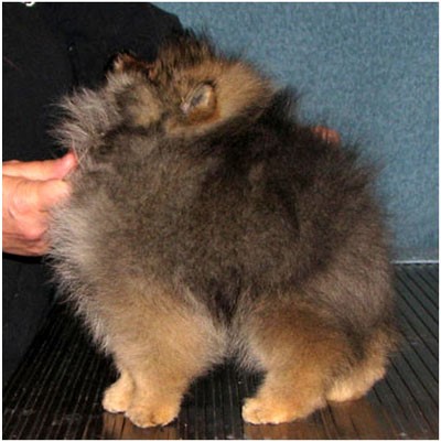 cucciolo pomerania