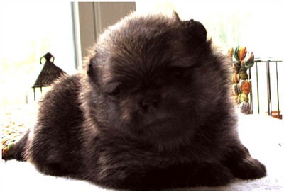 pomerania