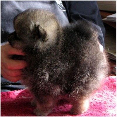 cucciolo pomerania