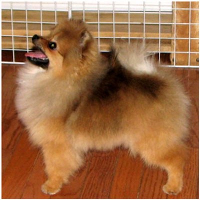 giovane spitz di pomerania