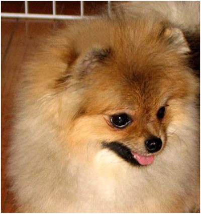 testa spitz di pomerania