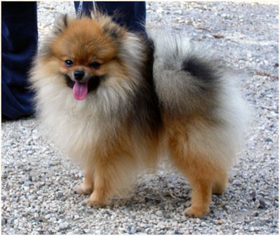 spitz di pomerania adulto