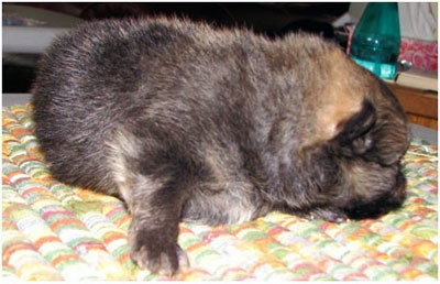 pomerania