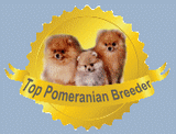 top pomeranian breeder